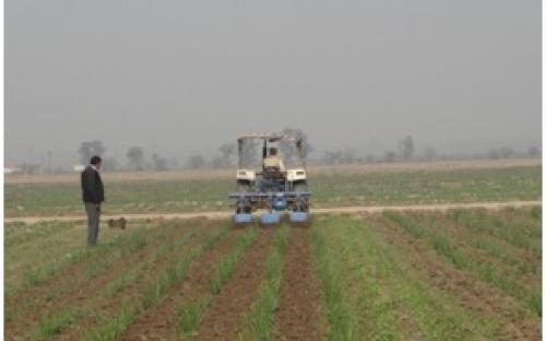 Inter-row Rotary Cultivator for Wide-row Crops